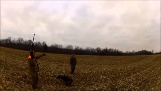 Mulberry Pheasantry Pheasant Hunt 11 29 2014 [upl. by Eirac216]