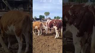 Cattle management Cattle price trend forecast Bull market analysis 309 [upl. by Namya562]