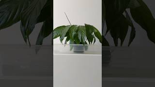 Lets give this Peace Lily some Water Spathiphyllum wallisii plants 🪴 [upl. by Elonore]