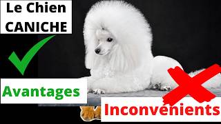 TOUT SAVOIR SUR LE CANICHE  Avantages Et Inconvénients [upl. by Aitnwahs]