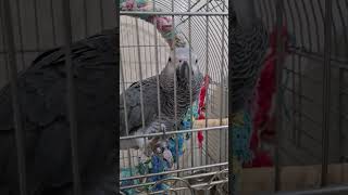 എന്താണ് ചിക്കുട്ടാ 😅  Malayalam talking parrot  Talking grey parrot  shortsvideo parrot [upl. by Aerdnaed511]