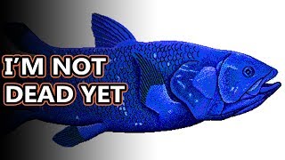 Coelacanth facts theyre called living fossils  Animal Fact Files [upl. by Seugram486]