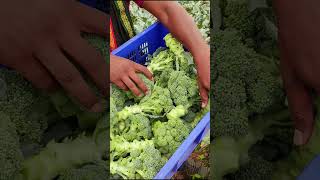 🥦 Broccoli farming ki polio houseshrots broccoli indianfarmer viralreels short indianfarmer [upl. by Irwinn]