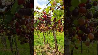 Cumbum Grapes farm tour grapes🍇🍇🍇🍇MIXTUB malayalee mutrah [upl. by Korry678]