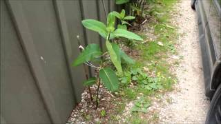 How to Plant Common Milkweed [upl. by Boggs488]