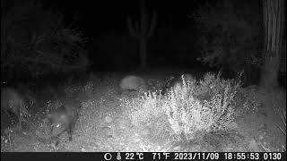 Javelinas fighting [upl. by Ettenahc736]