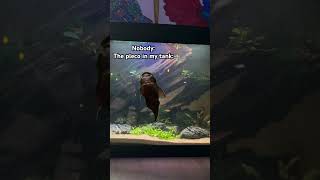 Gotta love pleco’s plecofish plecostomus pleco fishtank fishtanklife fishkeeping fish [upl. by Voorhis]