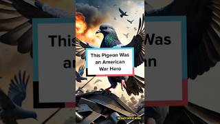 This Pigeon Was an American War Hero [upl. by Azila]