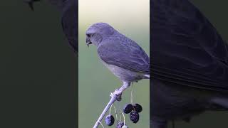 Crossbills in Cabra birdphotography birds naturephotography wildlife birdslover [upl. by Aylad]