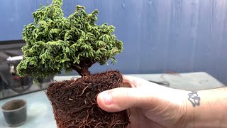 Pruning And Repotting My Hinoki Cypress Bonsai 041222 [upl. by Nuahc279]