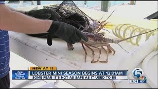 Lobster miniseason begins [upl. by Hahn]