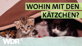 Kein Platz mehr für ausgesetzte Katzen im Tierheim Duisburg  S03E02  Hallo Tierheim  WDR [upl. by Adiesirb43]