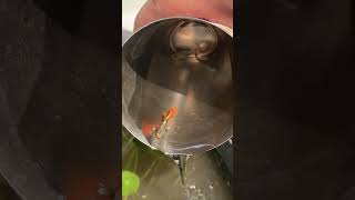 Wild Guppy  Catching Guppies from Pond [upl. by Idnis]