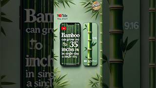 Facts of Bamboo bamboo factology facts shorts [upl. by Anekam]