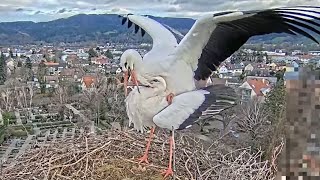 Live aus dem Storchennest Kirchzarten Deutschland [upl. by Etireugram]