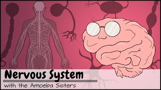 Nervous System [upl. by Eohce979]