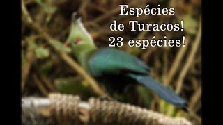 Espécies de Turacos Veja 23 espécies [upl. by Hildick]