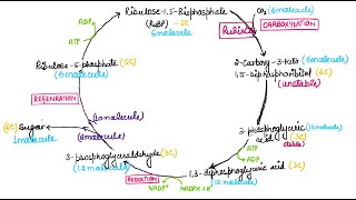 Photosynthesis Part 3 I C3 Cycle I Life Process I Nutrition In Plants I Biology I NEET [upl. by Rowley]