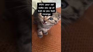 Bro started crying after that 😭😺🐾 shorts funny cat cute [upl. by Levesque]