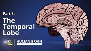 Temporal Lobe  Human Brain Series  Part 8 [upl. by Cathrin161]