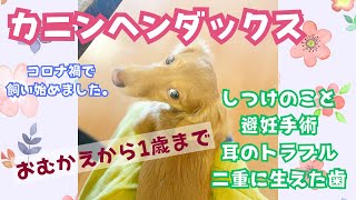 おうちにきてから1歳まで カニンヘン カニンヘンダックス カニンヘンダックスフンド [upl. by Cirdla]