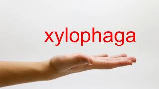 How to Pronounce xylophaga  American English [upl. by Maddis]