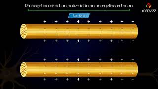 Propagation of action potential in an unmyelinated axon  Animated medical physiology [upl. by Acira865]