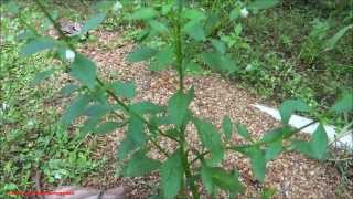 Medicinal Plant  Scoparia Dulcis  Goatweed  Licorice Weed [upl. by Talbot563]