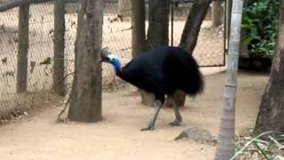 cassowary running [upl. by Stew]