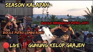 season kalapan bocile PUTRO LEMBU ROWO veat bocile MANGGOLO PUTRO JOYO live gunungkelop grajen [upl. by Sigsmond]