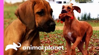 Rhodesian Ridgeback Pup Unleashes His Hunting Instincts  Too Cute [upl. by Neleh]