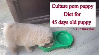 Culture pom puppy Diet for 45 days to 3 months old puppy2nd Diet [upl. by Prissie]