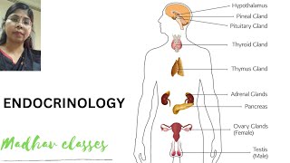 Class on endocrinology [upl. by Anitra307]