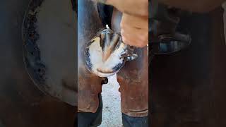 horse animalwelfare asmr farriersoftiktok horseshoe farrier satisfying hoof care [upl. by Sudbury]