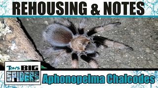 Aphonopelma chalcodes quotArizona Blondequot Rehouse and Notes [upl. by Etnuahc]