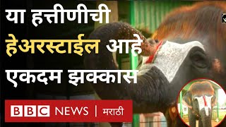 Viral video Elephant unique hairstyleBobCut Sengamalam या हत्तीणीच्या केशरचनेची आहे सर्वत्र चर्चा [upl. by Nosinned]