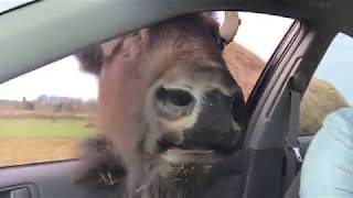 Buffalo Licks Womans Face through Window [upl. by Errot]