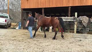 Sold 268 9 yr old 152h bay standardbred mare 975 Deadline 3824 [upl. by Lleddaw882]