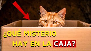 ¿POR QUÉ NO TODOS LOS GATOS PUEDEN RESISTIR UNA CAJA ¡DESCUBRE AHORA [upl. by Idnam114]