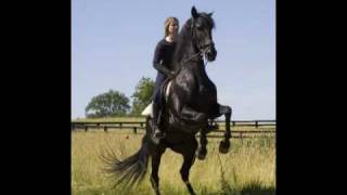 Electrifying Lusitano Horses [upl. by Douglass]