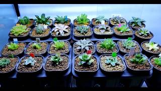 A Haworthia Collection 2018 [upl. by An]