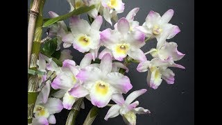 Dendrobium nobile orchid Dendrobium Spring Dream ‘Kumiko’ [upl. by Ornstead]