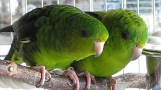 Lineolated Parakeets  new stars on YouTube [upl. by Ycats]