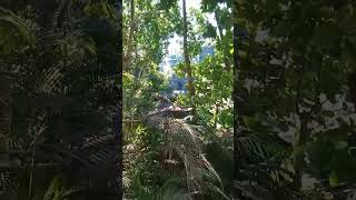 nature spring mimbalot falls  Iligan city [upl. by Ribak]