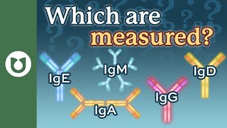 What does the quantitative immunoglobulin test measure [upl. by Sidnac130]