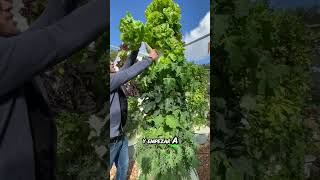 Hidroponia para todos cultivarencasa plantas cultivohidroponico cultivaencasa agriculture [upl. by Tamis]