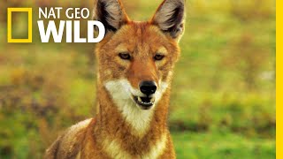 Go on a Journey with an Ethiopian Wolf Family  Nat Geo Wild [upl. by Rosene]