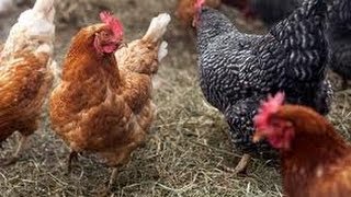 Back To Eden Garden Improves Chicken Run and Pasture [upl. by Ecnadnak]