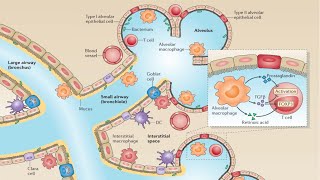 Barrier Surfaces of the Innate Immune System [upl. by Madonia]