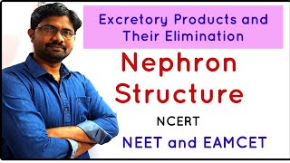 Nephron Structure NCERT  Excretory Products and Their Elimination [upl. by Nagem]